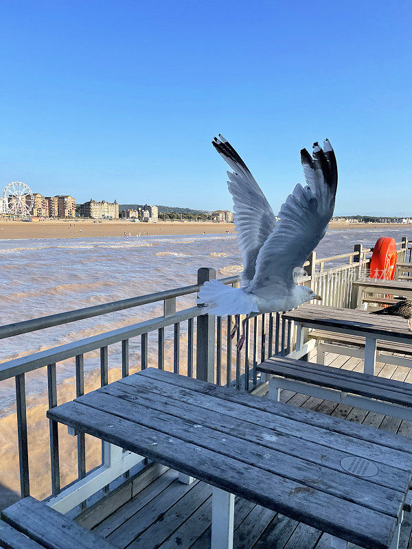 英国，萨默塞特，韦斯顿，超级海，欧洲银鸥(Larus argentatus)飞过大海和海岸线旁的露天咖啡馆